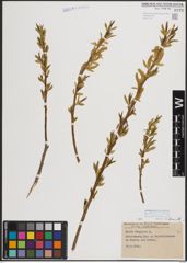 Foto von Salix fragilis L.